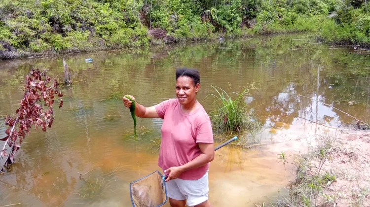Petani Lumut di Boven Digoel Manfaatkan Alam Jadi Peluang Umpan Ikan