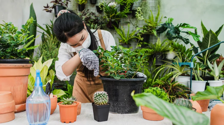 Manfaat Berkebun di Rumah untuk Kesehatan Mental dan Fisik