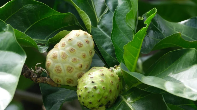 Manfaat Buah Mengkudu