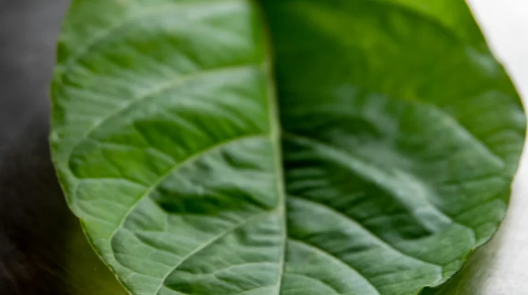 Manfaat Daun Lombok bagi Kesehatan
