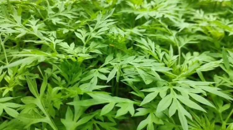 Mengenal Daun Kenikir dan Manfaatnya