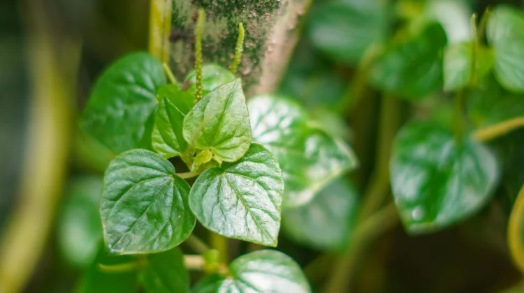 Mengenal Daun Sirih Cina dan Manfaatnya