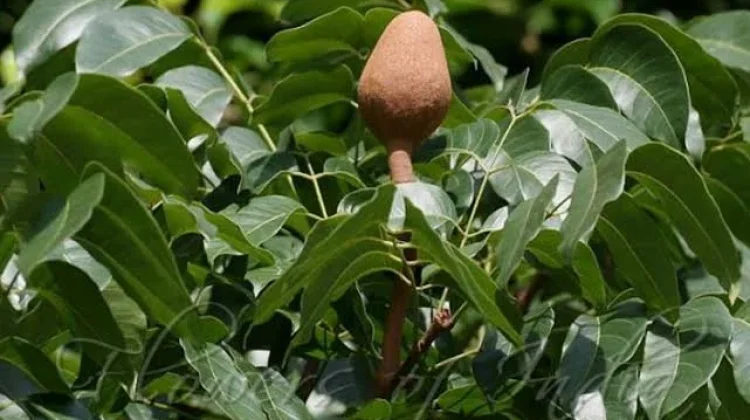 Manfaat Buah Mahoni bagi Kesehatan