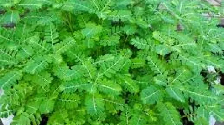 Khasiat Daun Meniran bagi Kesehatan