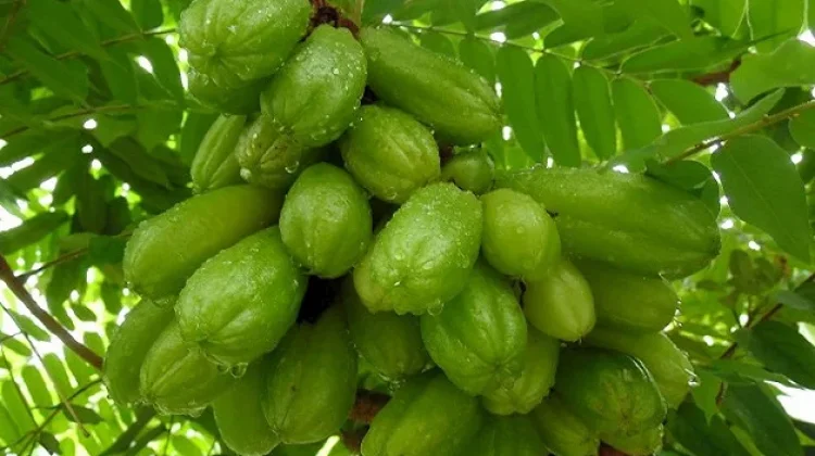 Manfaat Buah Daun Belimbing Asam bagi Kesehatan