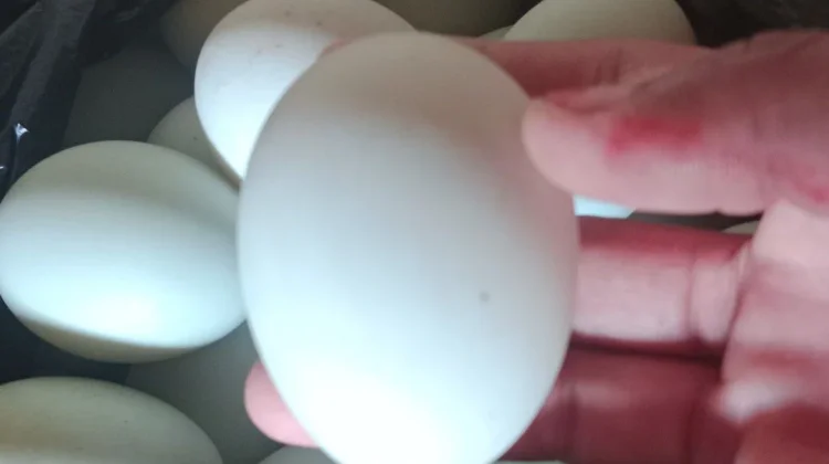 Ragam Kudapan dari Telur Asin