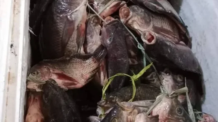 Ikan Nila jadi Primadona di  Meja MAKAN