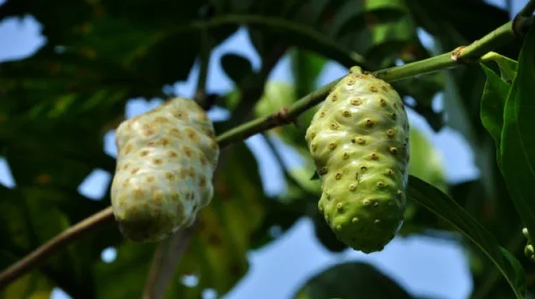 Buah dengan Aroma Khas yang Sering Dihindari, Padahal Menyimpan Banyak Nutrisi