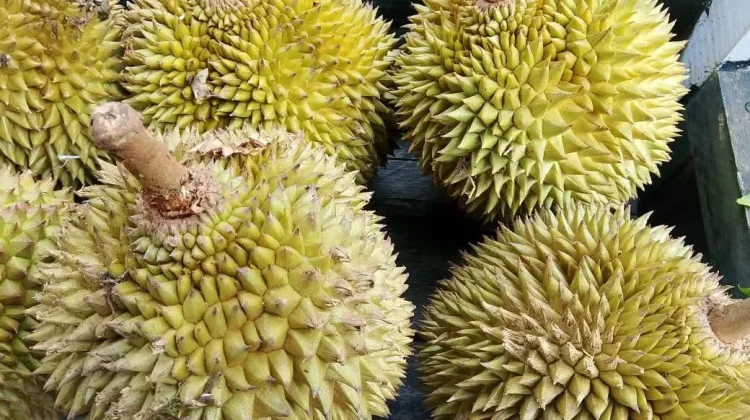 Jangan Salah Pilih, Ini Tips Mendapatkan Durian Matang dan Berkualitas
