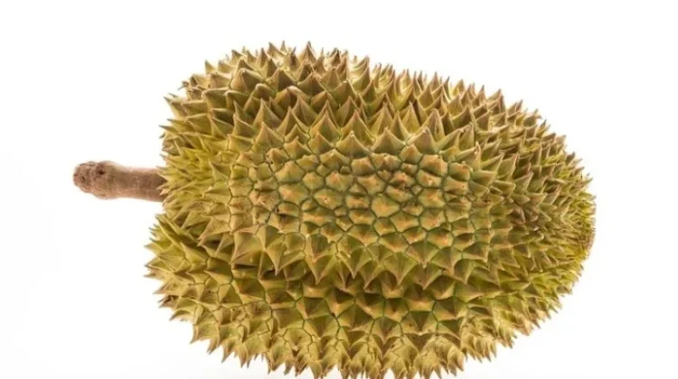 Durian Lokal atau Impor? Kenali Perbedaannya sebelum Membeli