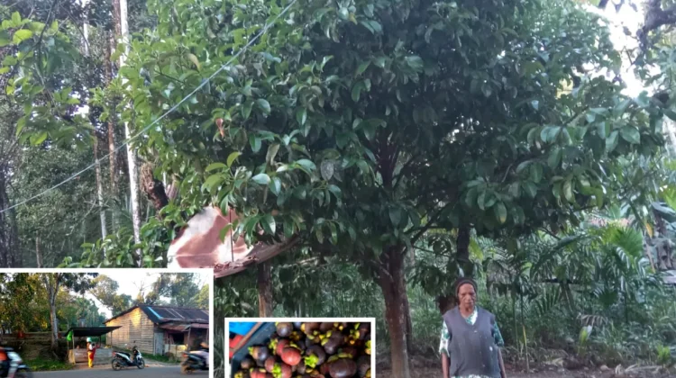 Pesona Ratu Buah Menghiasi Kebun-kebun Boven Digoel