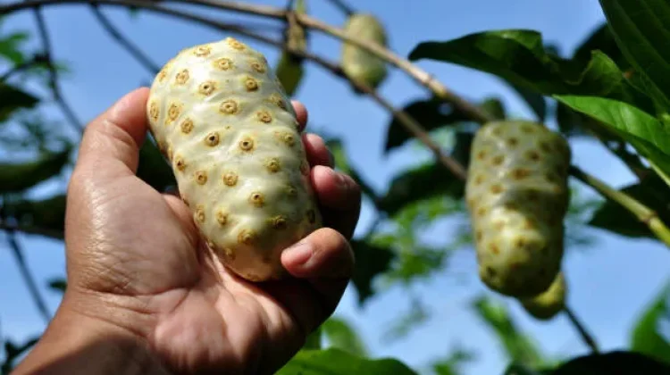 Mengkudu: Buah Tradisional dengan Khasiat Luar Biasa bagi Kesehatan
