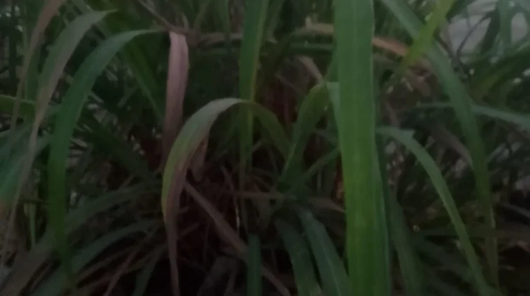 Uap Daun Sereh Merah, Pengobatan Alami Tradisional untuk Melegakan Hidung