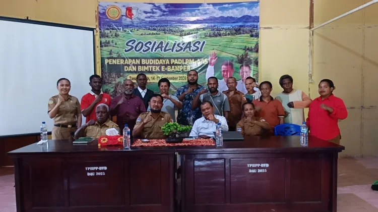 Budidaya Padi PM AAS Berpotensi Hasilkan 10 hingga 12 Ton