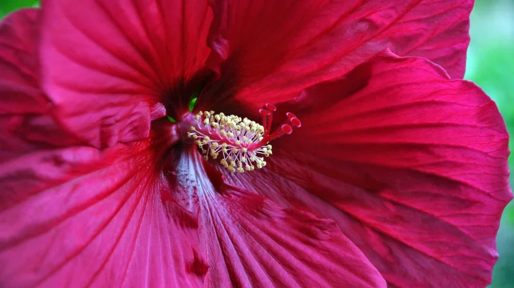 Manfaat Bunga Kembang Sepatu (Hibiscus) untuk Kesehatan dan Kulit