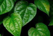 Manfaat Daun Sirih Bagi Kesehatan
