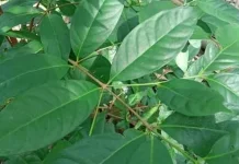 Manfaat Daun Salam bagi Kesehatan