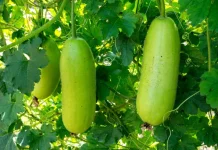 Mengenal Buah Kundur, Si Labu Tropis dengan Segudang Khasiat Kesehatan