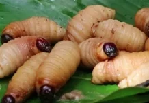 Eksotisme Ulat Sagu yang Mulai Dilirik Dunia