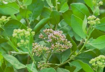 Beluntas Tanaman Herbal Alami dengan Beragam Khasiat Kesehatan