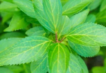 Sambiloto Herbal Pahit Kaya Manfaat untuk Kesehatan Tubuh