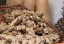 Kencur Herbal Tradisional untuk Mengatasi Masuk Angin
