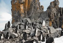 Fakta Menarik Penguin: Benarkah Mereka Saling Mendorong Demi Bertahan Hidup?