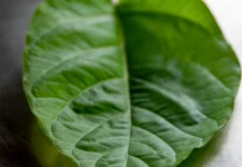 Manfaat Daun Lombok bagi Kesehatan