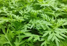 Mengenal Daun Kenikir dan Manfaatnya