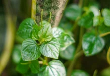 Mengenal Daun Sirih Cina dan Manfaatnya
