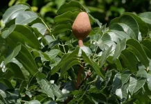 Manfaat Buah Mahoni bagi Kesehatan