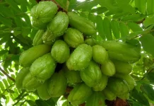 Manfaat Buah Daun Belimbing Asam bagi Kesehatan