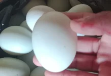 Ragam Kudapan dari Telur Asin