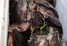 Ikan Nila jadi Primadona di  Meja MAKAN