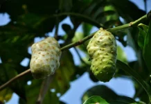 Buah dengan Aroma Khas yang Sering Dihindari, Padahal Menyimpan Banyak Nutrisi