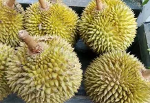 Jangan Salah Pilih, Ini Tips Mendapatkan Durian Matang dan Berkualitas