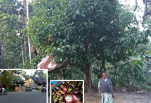 Pesona Ratu Buah Menghiasi Kebun-kebun Boven Digoel