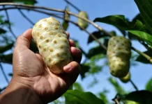 Mengkudu: Buah Tradisional dengan Khasiat Luar Biasa bagi Kesehatan