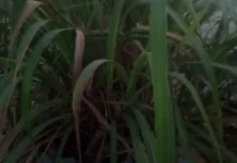Uap Daun Sereh Merah, Pengobatan Alami Tradisional untuk Melegakan Hidung