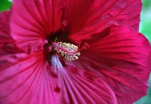 Manfaat Bunga Kembang Sepatu (Hibiscus) untuk Kesehatan dan Kulit