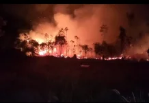 Dandim Boven Digoel Pimpin langsung Padamkan Karhutlah Depan Perumahan DPRD