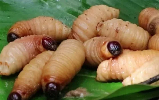 Eksotisme Ulat Sagu yang Mulai Dilirik Dunia