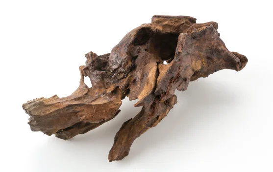 Dari Hutan Boven Digoel, Gaharu Hadir dengan Segudang Manfaat