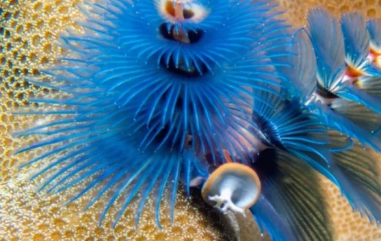 Keunikan Christmas Tree Warm,Cacing Laut Bermakhota yang Hidup di Terumbu Karang