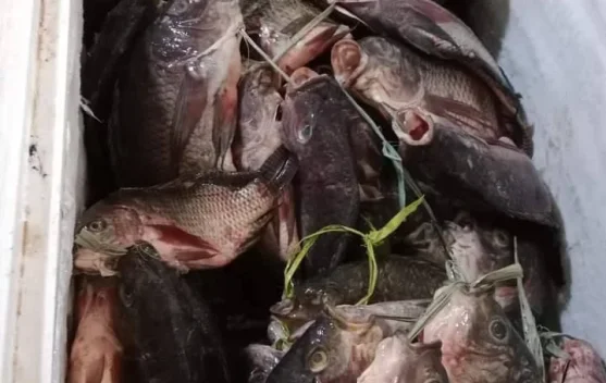 Ikan Nila jadi Primadona di  Meja MAKAN
