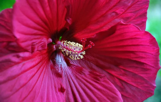Manfaat Bunga Kembang Sepatu (Hibiscus) untuk Kesehatan dan Kulit