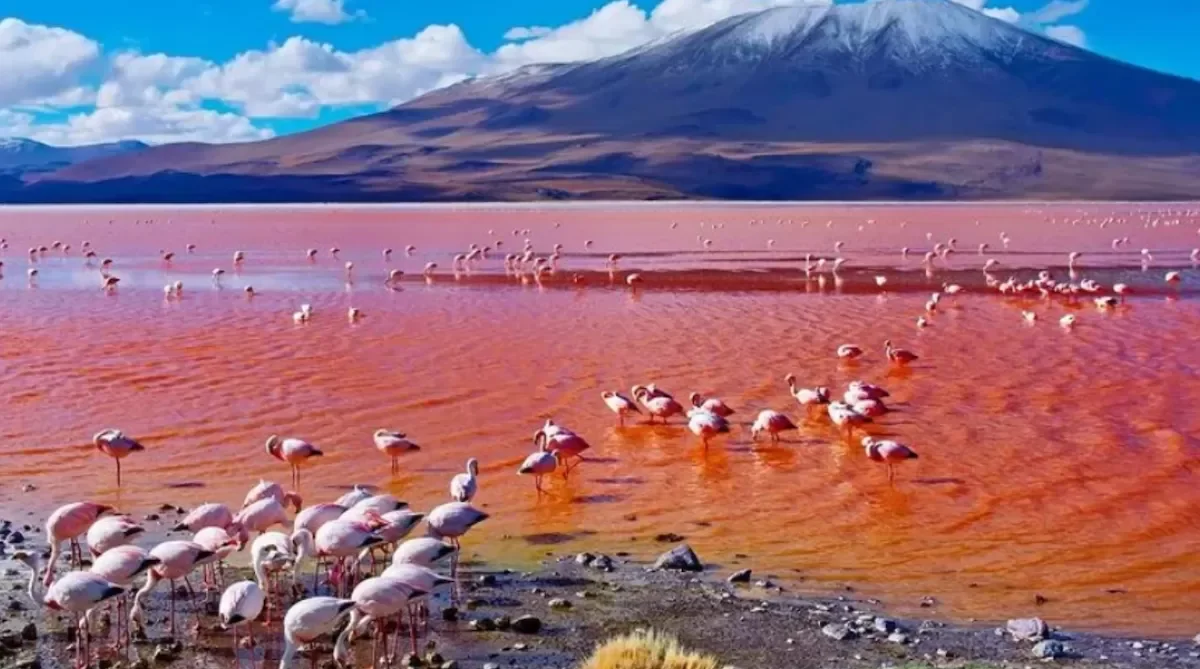 Danau natron - RRI.co.id