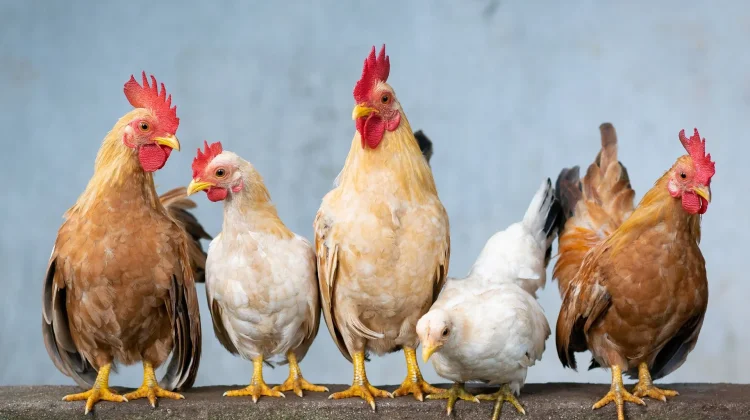 Lebih dari Sekadar Kehilangan, Inilah Makna Lagu “Ayam Den Lapeh”