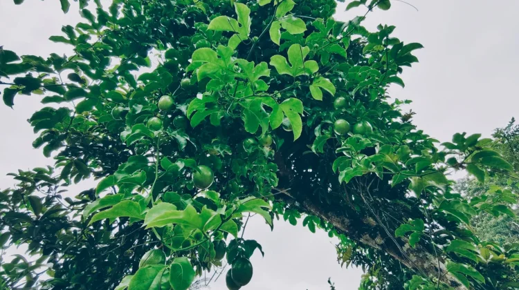 Tips Menanam Buah Markisa agar Berbuah Lebat