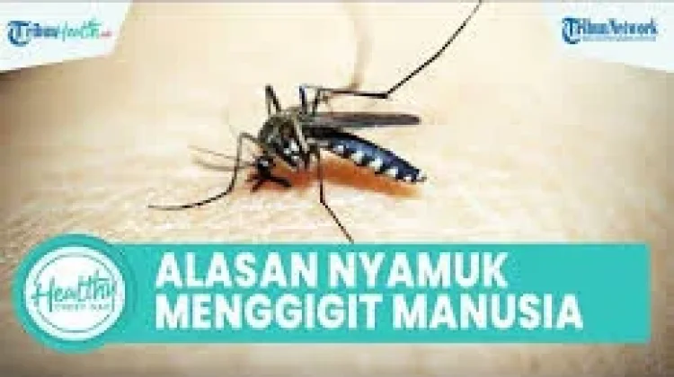 Kenapa Orang Disukai Nyamuk ?